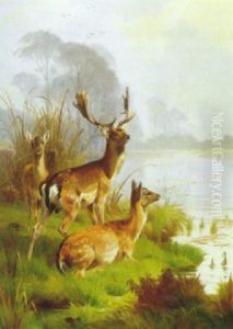 Kronvildt Ved En Sobred Kronvildt Ved En Sobred