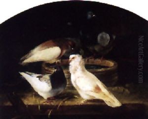 Duer Ved Et Drikketrug Duer Ved Et Drikketrug