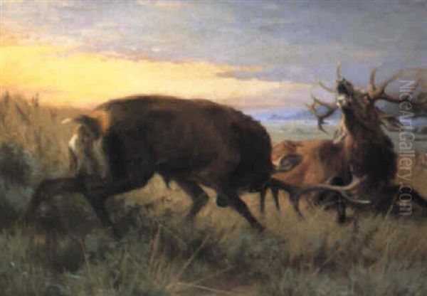 Kronhjorte I Kamp - view 1