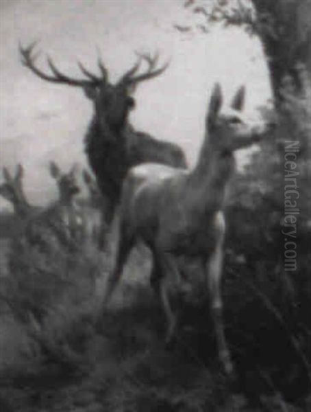 Stag With Deer - view 1