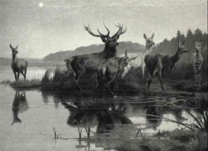 Morgenstemning Med Hjorte Der Drikker Vand Ved En S+