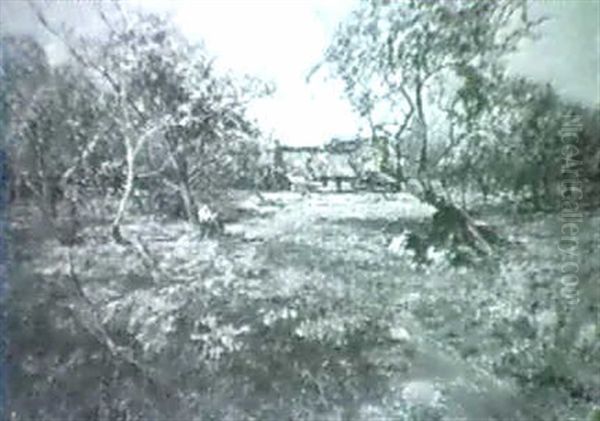 Cattle In An Orchard - view 1