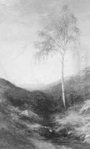 A Silver Birch