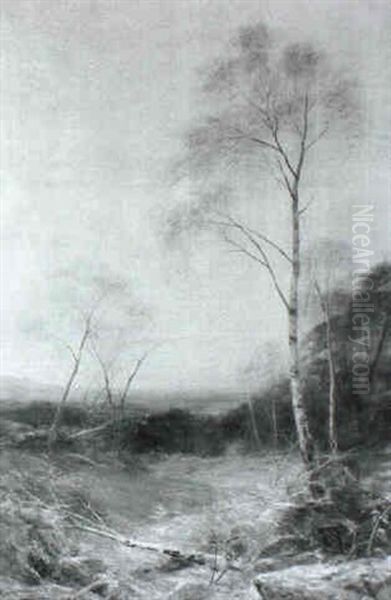 Bracken And Silver Birch - view 1