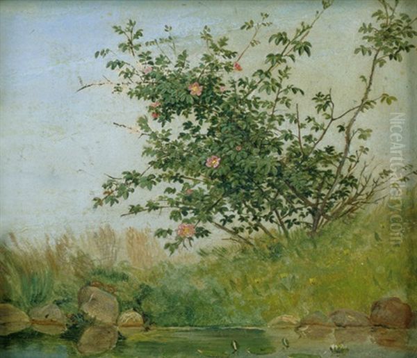 Rosenstrauch An Einem Weiher - view 1