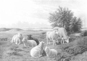 Weidende Schafe Weidende Schafe