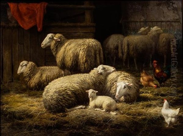 Sheep - view 1