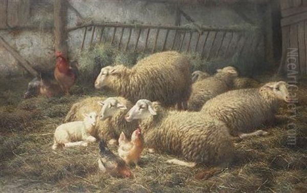 Schapen (sheep) - view 1