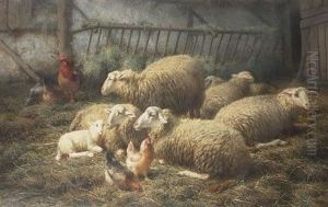 Schapen (sheep)