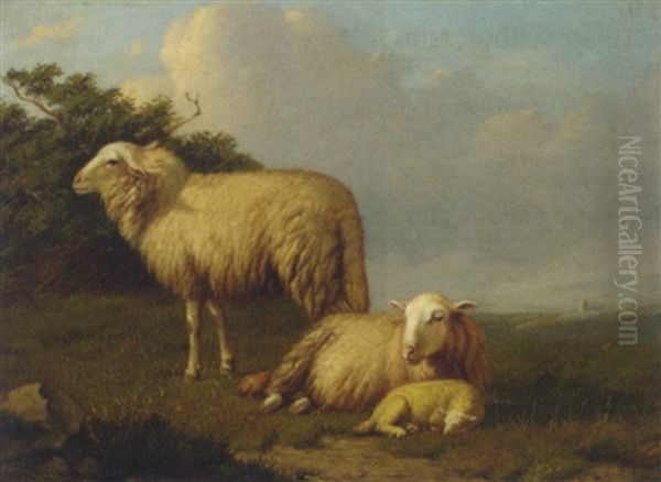 Sheep With Lamb In A Meadow - view 1