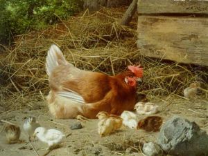 A Hen And Chicks