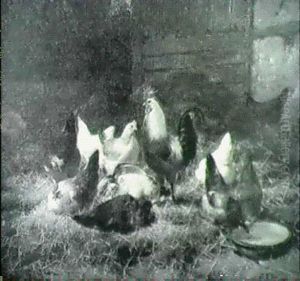 Poultry In The Barnyard by Eugene Remy Maes