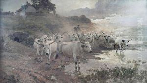 Troupeau De Boeufs Gris, Hongrie
