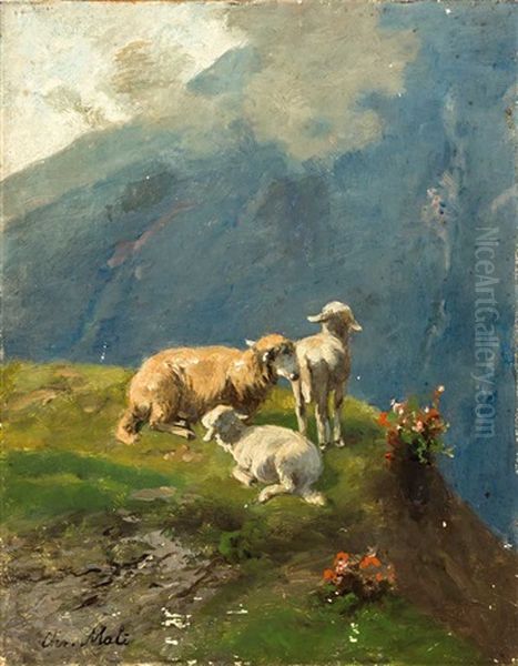 Schafe Auf Einer Hochalm - view 1