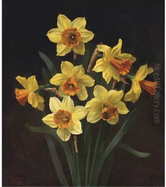 Daffodils - view 1