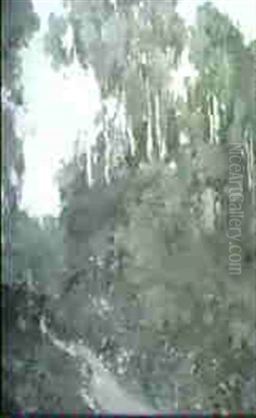 Eucalyptus Trees - view 1