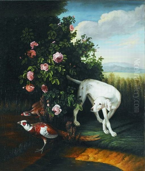 Englischer Jagdhund (pointer) Beim Aufstobern Von Fasanen - view 1