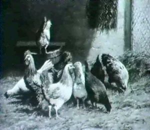 Poules Et Coq by Adolphe Charles Marais