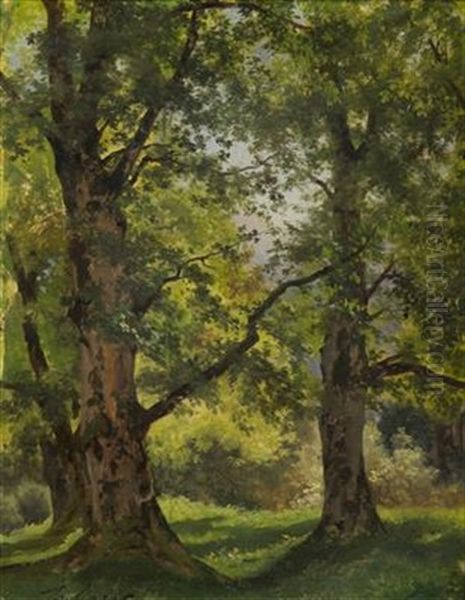 Study Of Trees - view 1