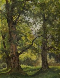 Study Of Trees Study Of Trees