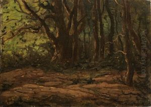 Forest Landscape Forest Landscape