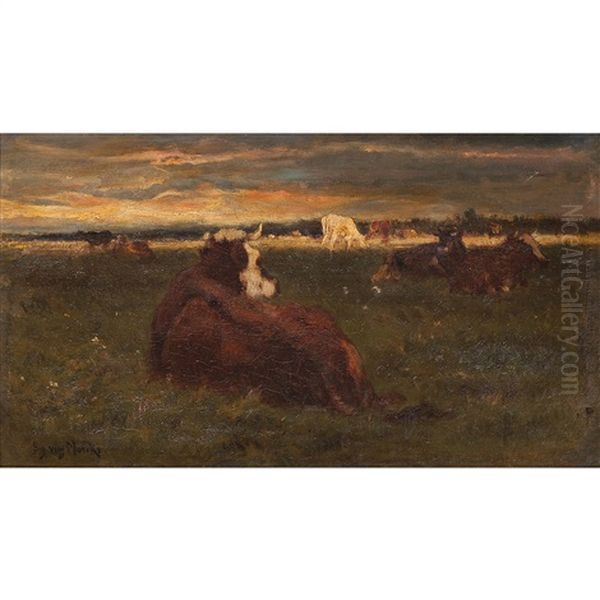 Cows Resting - view 1