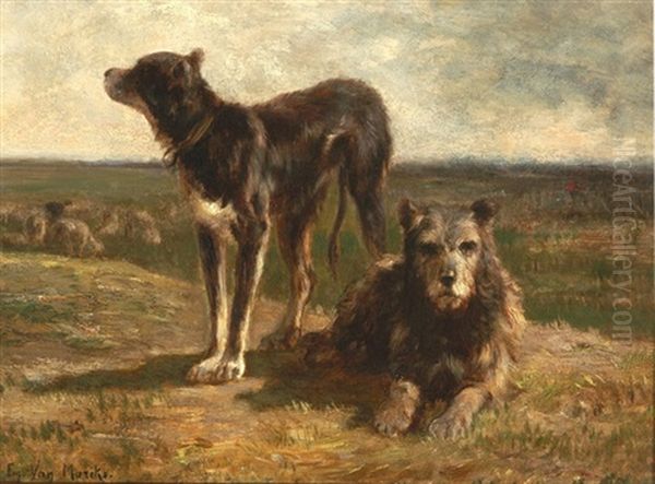 Hunde Auf Dem Feld, Im Hintergrund Weidende Schafe - view 1