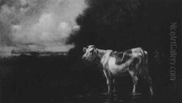 Cows Wading In A Stream - view 1