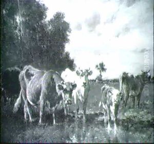 Kuhe Auf Der Weide Und An Einem Tumpel Vorn Kuhe Auf Der Weide Und An Einem Tumpel Vorn