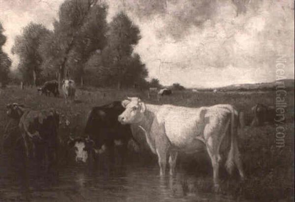 Cattle Watering In A Pond - view 1
