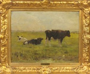 Cows Cows