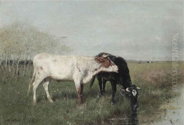 Koeien In De Weide: Cows In A Meadow - view 1