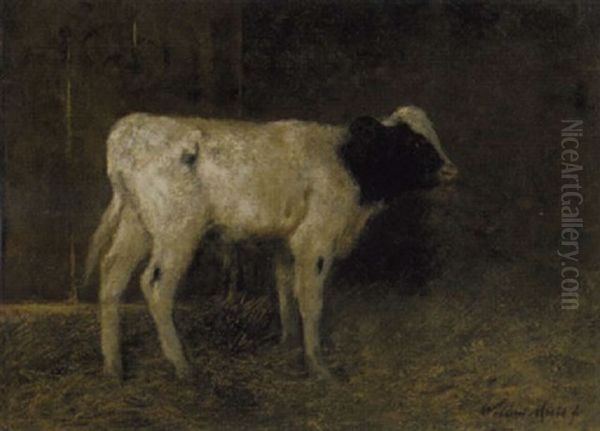 A Calf In A Stable - view 1
