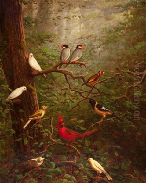Woodland Birds - view 1