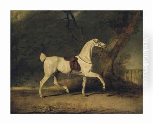 A Saddled Grey Hunter By A Tree, In A Paddock
