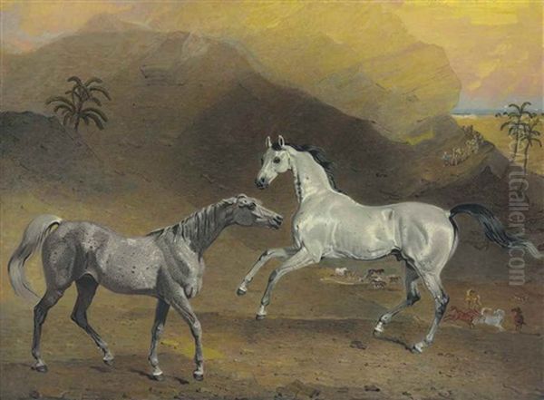 The Malcolm Arabian - view 1