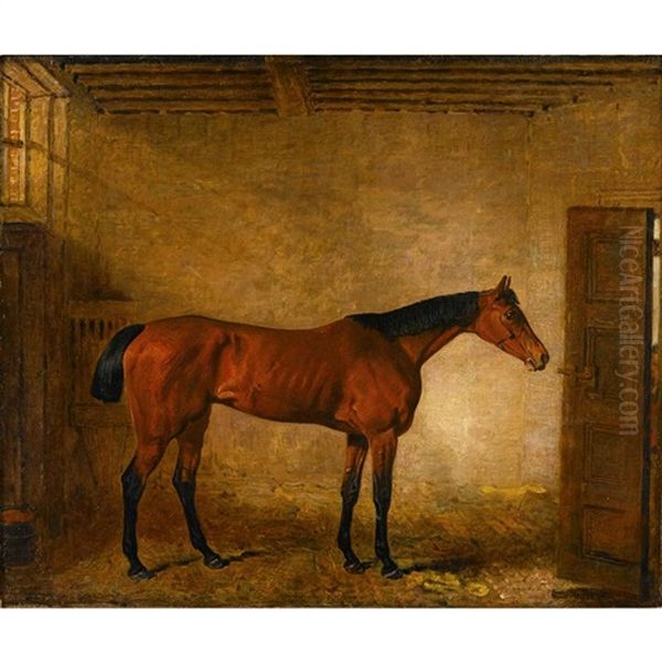 Racehorse "babel" In Stable - view 1