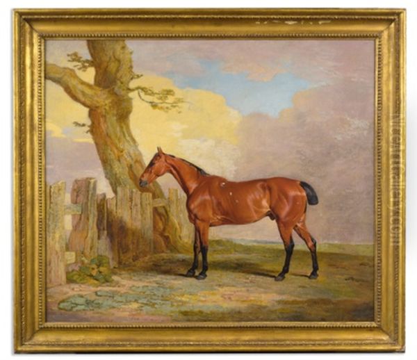 "butcher's Boy," A Bay Hunter Once Owned By R. Lambton, Esq., Master Of The Sedgefield Hunt - view 1