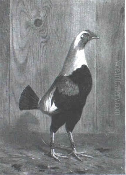 The Cock In Feathers - view 1