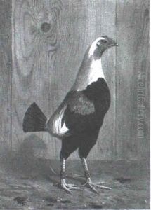 The Cock In Feathers by Benjamin Marshall