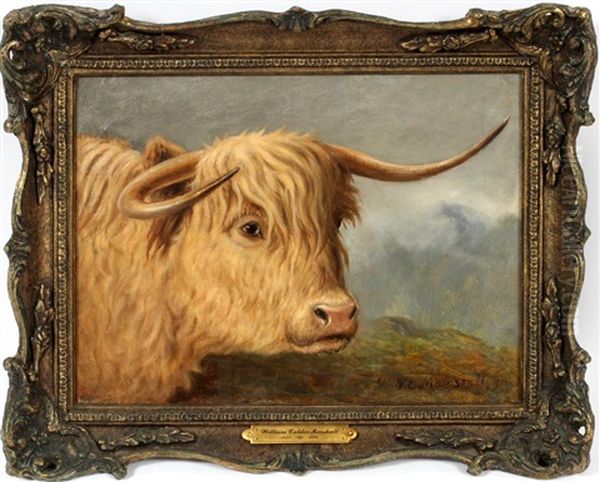 Highland Steer - view 1