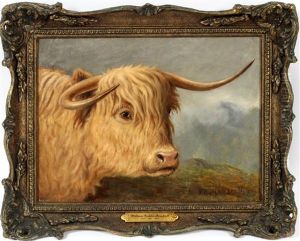 Highland Steer