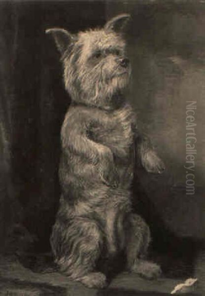 A Cairn Terrier Begging - view 1