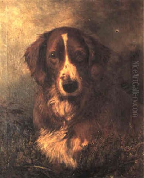 Head Of An English Setter - view 1