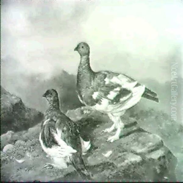 Ptarmigan - view 1