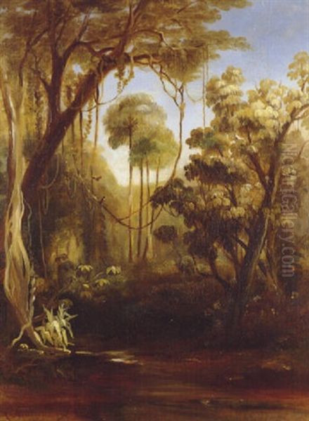 Forest Scene, Illawara - view 1