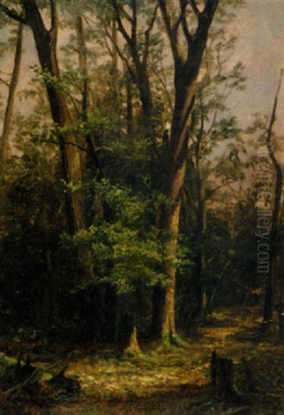 Untitled (sunlit Forest Clearing) - view 1