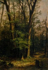 Untitled (sunlit Forest Clearing) by Tomas Martin Rebollo