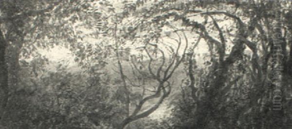 A Clearing Through The Trees - view 1