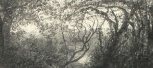 A Clearing Through The Trees A Clearing Through The Trees